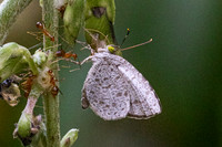Allotinus horsfieldi-9629 - Emerald pool - 16/01/26