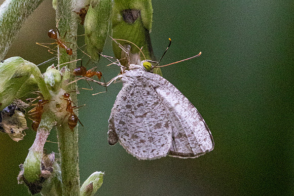 Allotinus horsfieldi-9629 - Emerald pool - 16/01/26