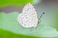 Allotinus unicolor-18- Emerald pool - 19/01/26