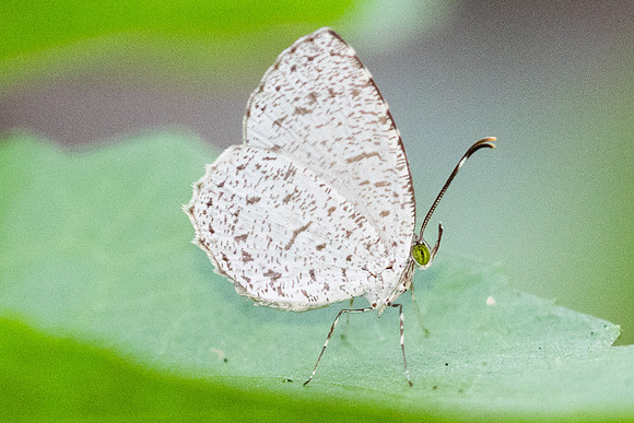 Allotinus unicolor-18- Emerald pool - 19/01/26