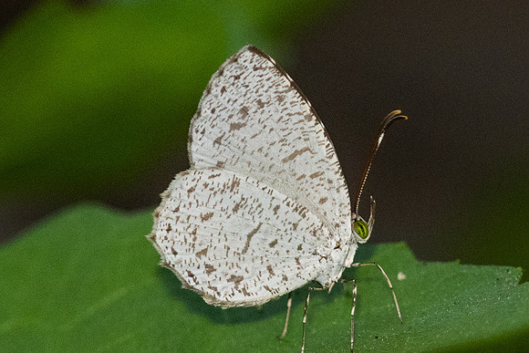 Allotinus unicolor--4- Emerald pool - 19/01/26