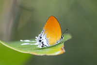 Eooxylides tharis lointaini--33- Emerald pool - 19/01/26