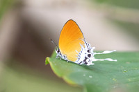 Eooxylides tharis lointaini--32- Emerald pool - 19/01/26