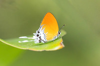 Eooxylides tharis lointaini--40 - Emerald pool - 19/01/26