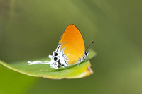 Eooxylides tharis lointaini--41 - Emerald pool - 19/01/26