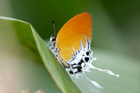 Eooxylides tharis lointaini--47 - - Emerald pool - 19/01/26
