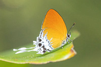 Eooxylides tharis lointaini--55 - Emerald pool - 16/01/26
