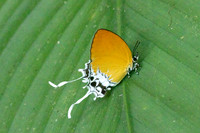 Eooxylides tharis lointaini -9190 - Emerald pool - 16/01/26
