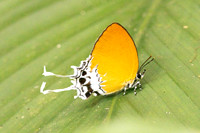 Eooxylides tharis lointaini-9197- Emerald pool - 16/01/26