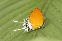 Eooxylides tharis lointaini-9198 - Emerald pool - 16/01/26