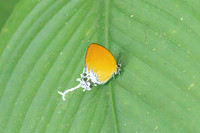 Eooxylides tharis lointaini-9191- Emerald pool - 16/01/26