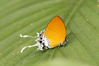 Eooxylides tharis lointaini-9199 - Emerald pool - 16/01/26