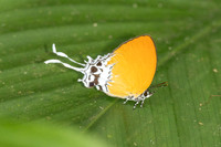 Eooxylides tharis lointaini-9204 - Emerald pool - 16/01/26