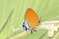 Eooxylides tharis lointaini-9355 - Emerald pool - 16/01/26