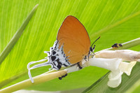 Eooxylides tharis lointaini-9360 - Emerald pool - 16/01/26