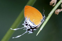 Eooxylides tharis lointaini-9373 - Emerald pool - 16/01/26