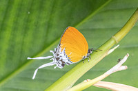 Eooxylides tharis lointaini-9367 - Emerald pool - 16/01/26