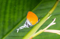 Eooxylides tharis lointaini-9364 - Emerald pool - 16/01/26