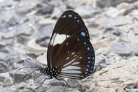Euploea radamanthus