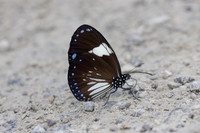 Euploea radamanthus-9264 - - Emerald pool - 16/01/26