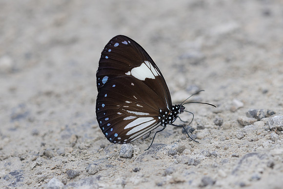 Euploea radamanthus-9264 - - Emerald pool - 16/01/26