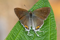 hypolycaena thecloides-9125 - Emerald pool - 16/01/26