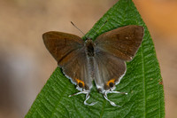 hypolycaena thecloides-9132 - Emerald pool - 16/01/26