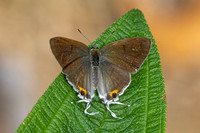 hypolycaena thecloides-9126 - Emerald pool - 16/01/26