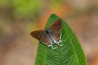 hypolycaena thecloides-9124 - Emerald pool - 16/01/26