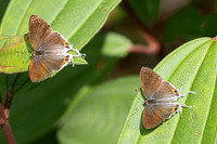 hypolycaena thecloides-9118 - - Emerald pool - 16/01/26