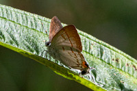 hypolycaena thecloides-9139 - Emerald pool - 16/01/26