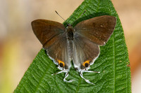 hypolycaena thecloides-9134 - - Emerald pool - 16/01/26