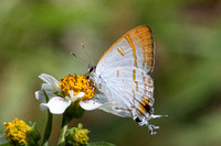 hypolycaena thecloides-9143 - Emerald pool - 16/01/26