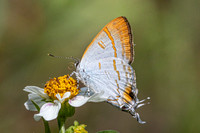 hypolycaena thecloides-9145 - Emerald pool - 16/01/26