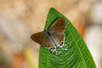 hypolycaena thecloides-9133 - Emerald pool - 16/01/26