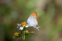 hypolycaena thecloides-9146 - Emerald pool - 16/01/26