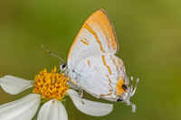 hypolycaena thecloides-9164 - Emerald pool - 16/01/26