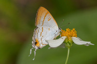 hypolycaena thecloides-9159 - Emerald pool - 16/01/26
