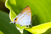 Hypolycaena thecloides