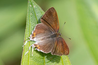 hypolycaena thecloides-9208 - Emerald pool - 16/01/26