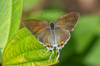hypolycaena thecloides-9168 - Emerald pool - 16/01/26