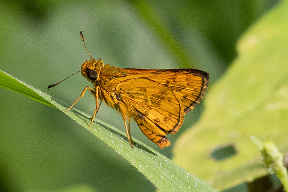 Potanthus omaha-9086 - Emerald pool - 16/01/26