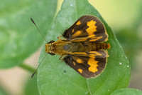 Potanthus omaha-9060- Emerald pool - 16/01/26