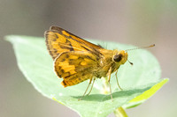 Potanthus omaha -9061 - Emerald pool - 16/01/26