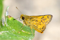 Potanthus omaha-9072 - Emerald pool - 16/01/26