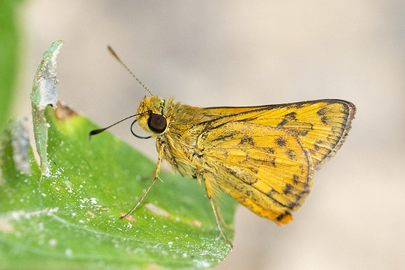 Potanthus omaha-9072 - Emerald pool - 16/01/26