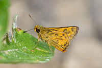 Potanthus omaha-9068 - Emerald pool - 16/01/26
