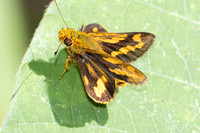Potanthus serina