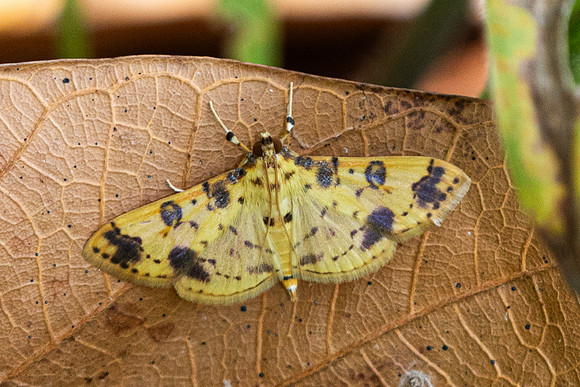 Purpurata iopasalis -9241 Emerald pool - 16/01/26