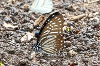 Graphium macareus--13 - inthason - 31/01/26